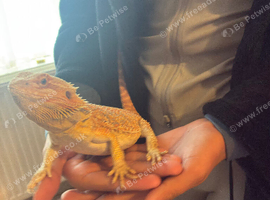 Marvin bearded dragon