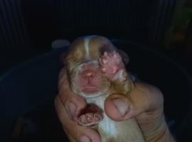 stunning cock-a-tzu puppies for sale