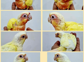 Gorgeous red eye lutino & crimino conure