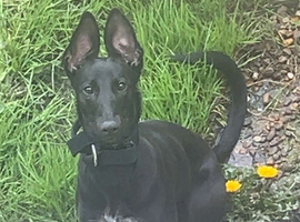Grey hound cross malishepard
