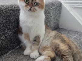 Scottish Fold