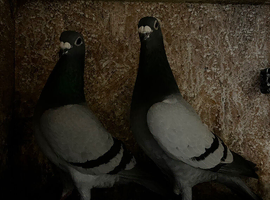 Pigeons for sale in London