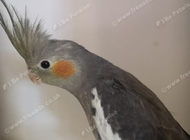 Baby Cockatiel