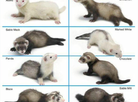 WANTED FERRET