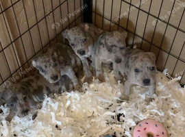Dna clear Rare blue Merle Staffordshire bull terrier puppies