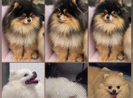 Pomeranian Puppies