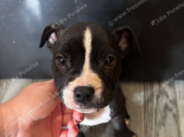 Puppy for sale