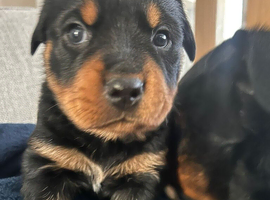 4 male puppies, 3 female