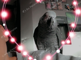 Beautiful african grey boy