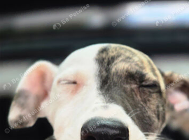 Beautiful lurcher female