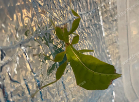2 x leaf insects
