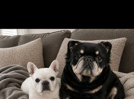 Fluffy French bulldog puppies READY NOW