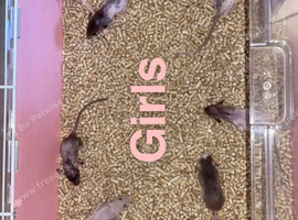 Beautiful baby rats available now!