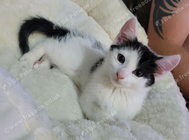 Male kitten