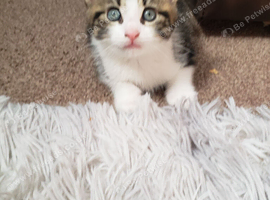 3 cute kittens
