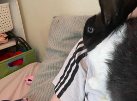 2 male rabbits for sale