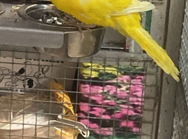 Baby Kakirikies Available