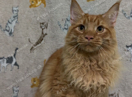 Make mainecoon cat