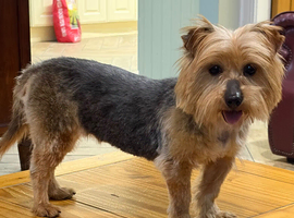 Beautiful Yorkshire Terrier