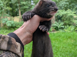 Black ferret hob