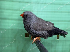 Black cheek charcoal zebra finch