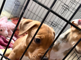 2 girls mixed breed