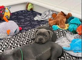 Loving Home Raised Blue Staffordshire Bull Terriers