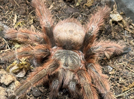 Tarantulas for sale in Swinton