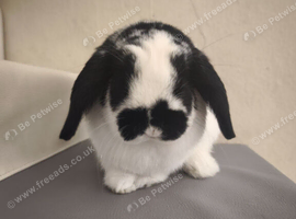 Neutered male Rabbit ready to bond