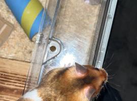 10 week old male Syrian hamster with cage