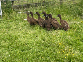 Ducks