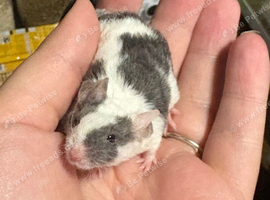 Friendly Grey & white male fancy mouse with full set up