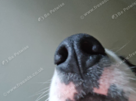 Border collie boy long coat