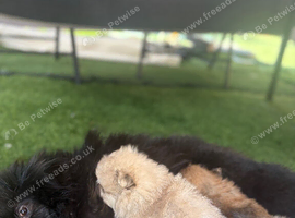 Beautiful Pomeranian Puppies for Sale