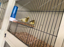Breeding pair Fife canary&rsquo;s