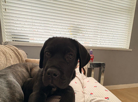 Puppy for sale