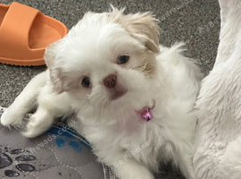 Five Beautiful White & Lavender Imperial / Tea- Cup Shih Tzu&rsquo;s