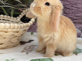 A beautiful little mini lop