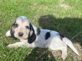 Gorgeous KC Show cocker spaniel