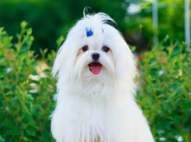 Looking for female Maltese kc reg