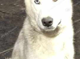 Husky for sale