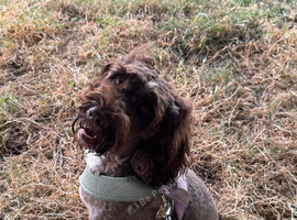 Chocolate cockapoo