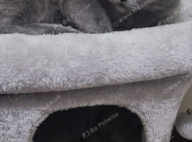 Pedigree British blue short hair kittens