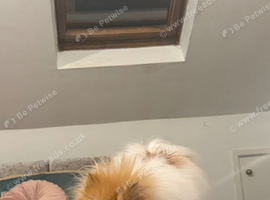 One beautiful fluffy boy for sale