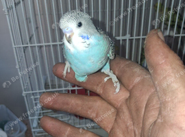 Young budgies
