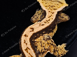 Beautiful Crested Geckos ready for their new homes