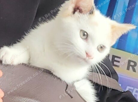 Fluffy white female kitten