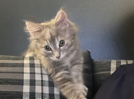 12 week female kitten