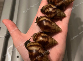 10 African land snails (Lissachatina fulica)