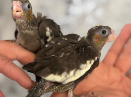 Hand-Reared Cockatiels